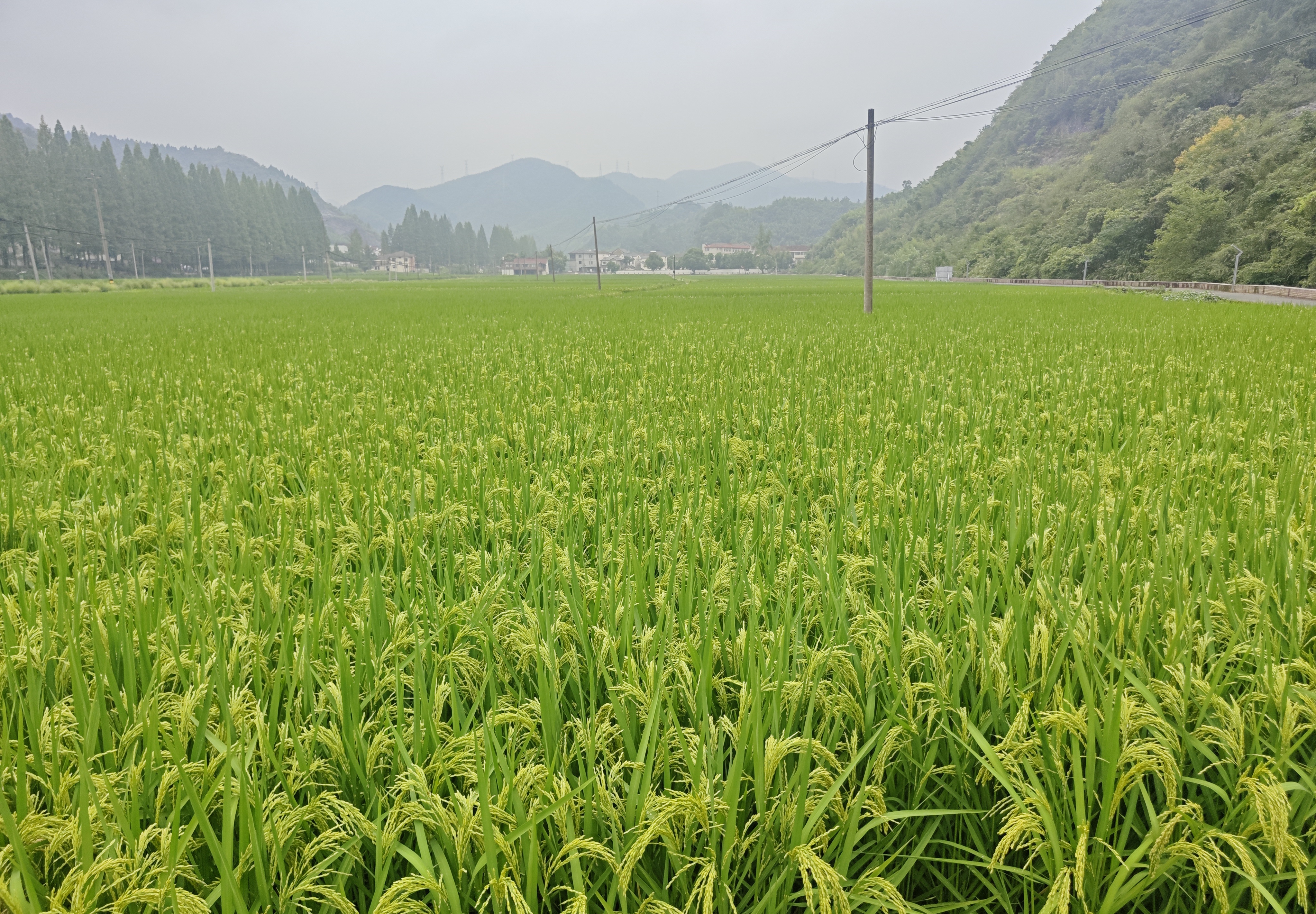 湖北省關于開展2025年縣級農機購置補貼信息公開專欄建設維護情況評估的提示