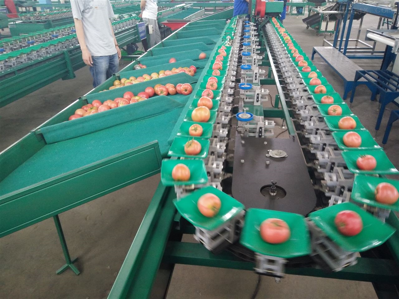 苹果分选机