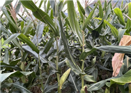 天津開展災后“三秋”機械化生產(chǎn)指導服務(wù) 確保機械化生產(chǎn)順利進行