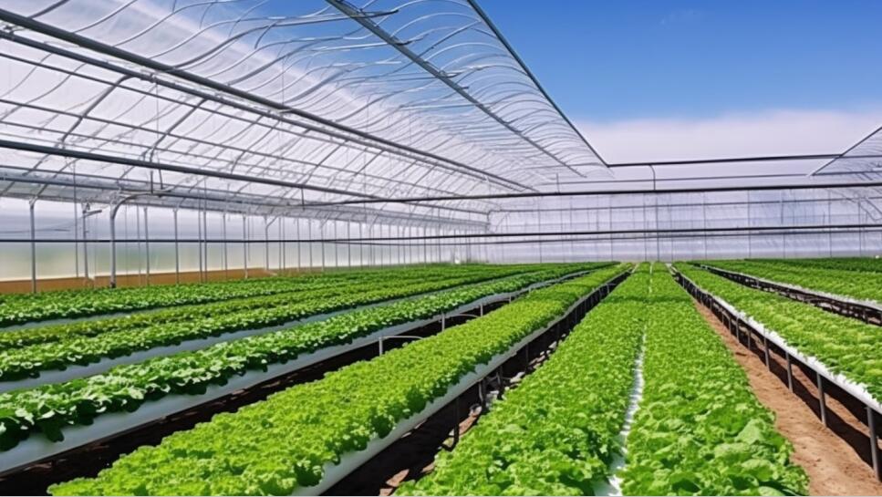 从“无机可用”到“有机好用”：2025年蔬菜今晚必开生肖图化移栽观摩交流活动在嘉定举办