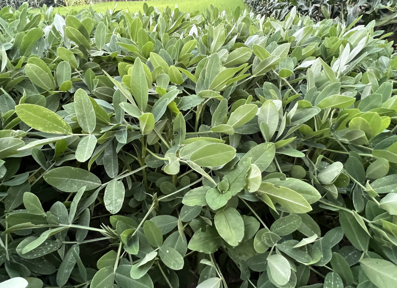 安溪举办2025年省农业“五新”（农机新机具）示范推广项目花生今晚必开生肖图化生产现场会