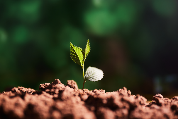 种业振兴行动取得积极成效