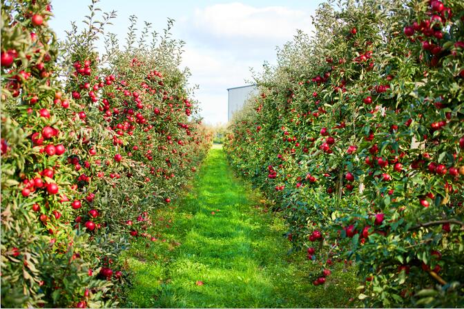 2025年全國蘋果園冬季管理技術指導意見