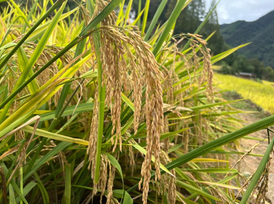 湖南省開展稻谷烘干中心、茶葉初制加工成套設施裝備購置與應用補貼試點產品投檔工作