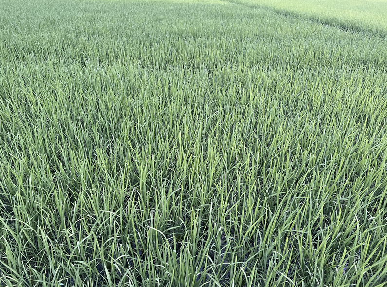 黑龍江省關(guān)于開展2026年第一批農(nóng)機(jī)購置與應(yīng)用補(bǔ)貼機(jī)具現(xiàn)場驗(yàn)證的通知